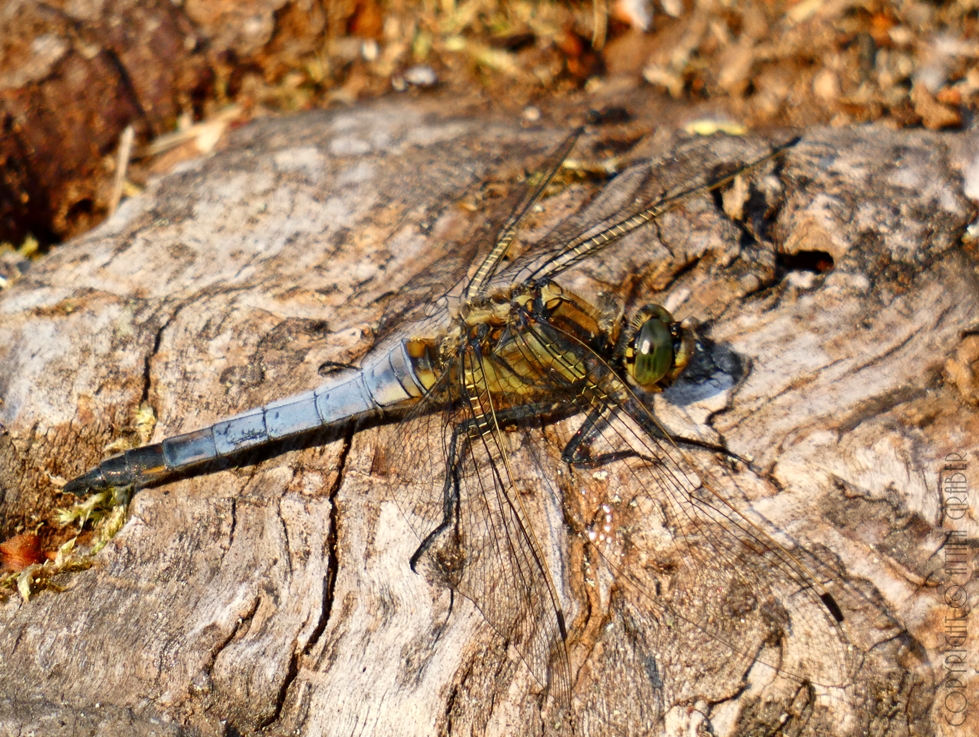 Orthetrum cancellatum III