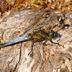 Orthetrum cancellatum III