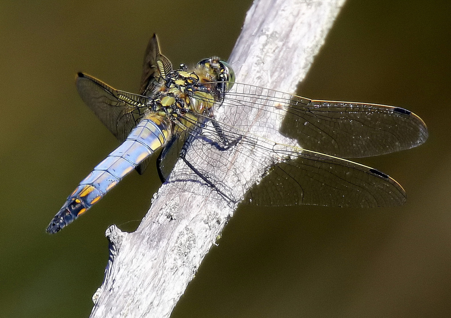 Orthetrum cancellatum M