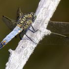 Orthetrum cancellatum M