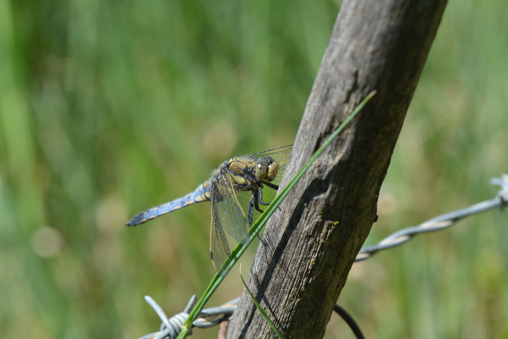 Orthetrum cancellatum ou Orthetrum coerulescens???