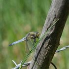 Orthetrum cancellatum ou Orthetrum coerulescens???