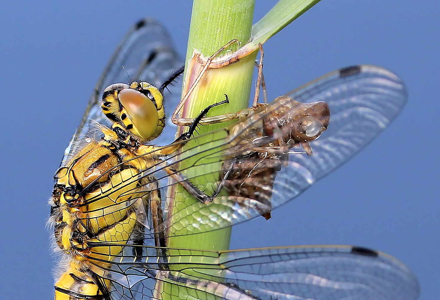 Orthetrum cancellatum  ?   & son exuvie ( curticula )       