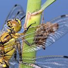 Orthetrum cancellatum  ?   & son exuvie ( curticula )       