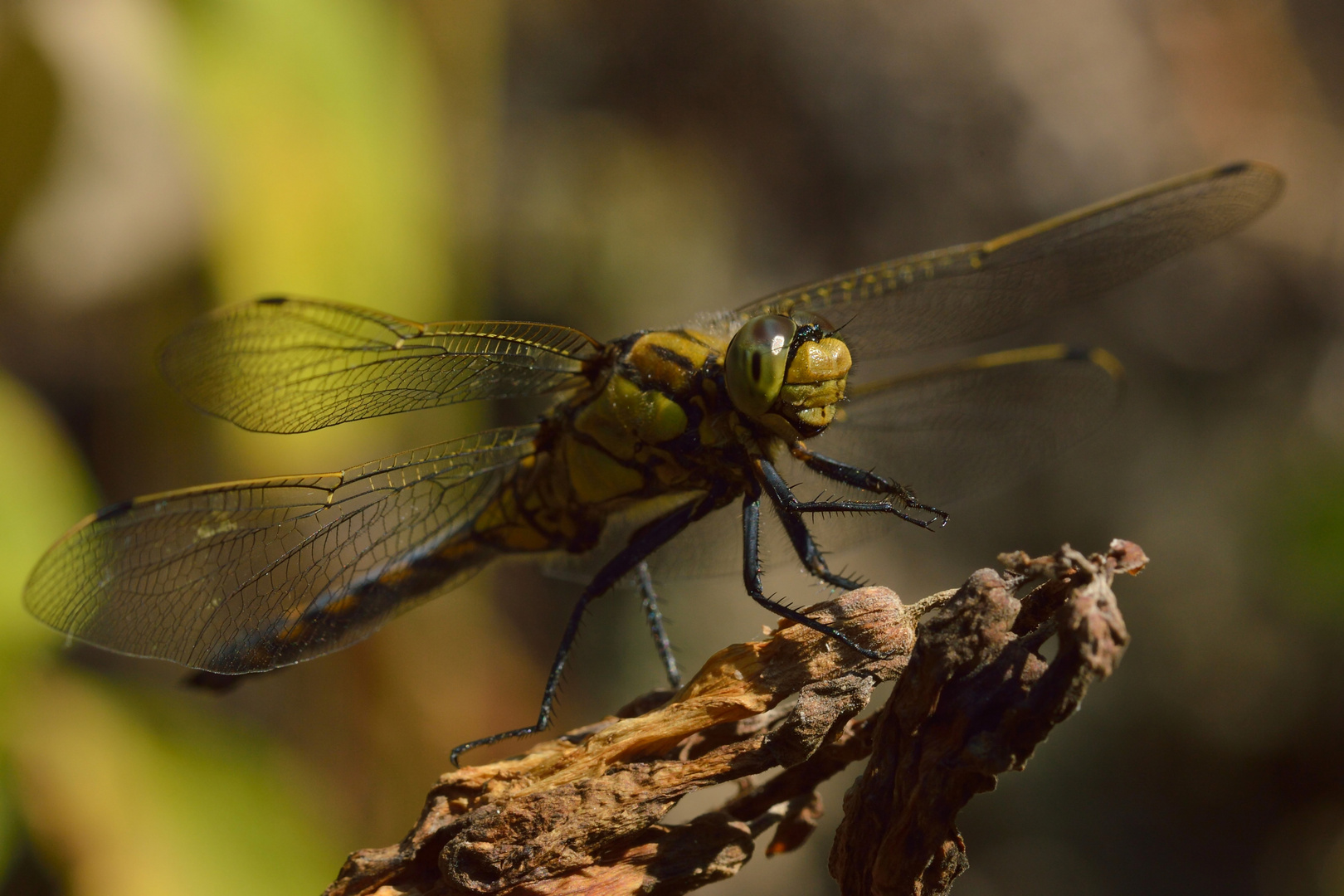 Orthetrum cancellatum,Großer Blaupfeil,w