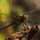 Orthetrum cancellatum,Großer Blaupfeil,w