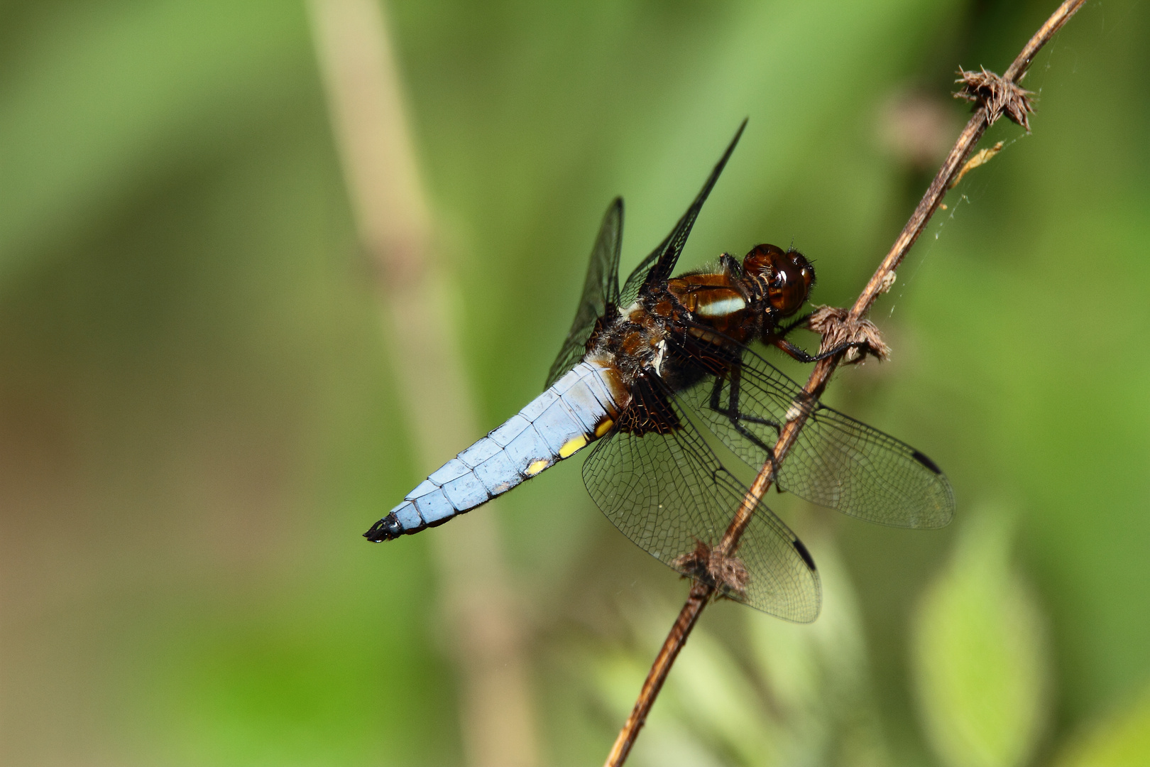 Orthetrum Cancelltum