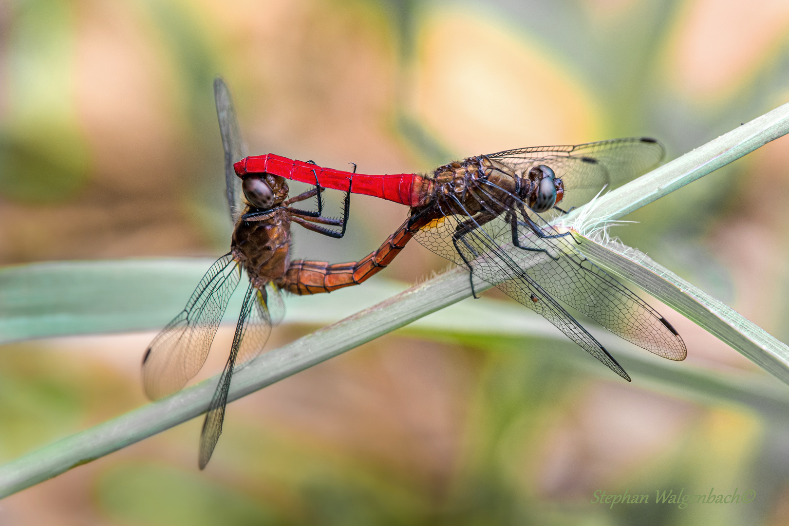 Orthetrum chrysis mating