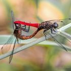 Orthetrum chrysis mating