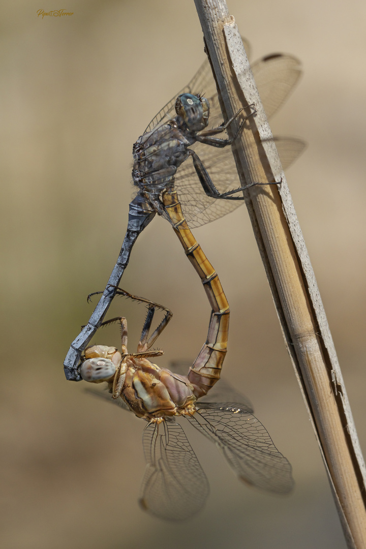 Orthetrum chrysostigma