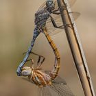 Orthetrum chrysostigma