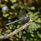 Orthetrum chrysostigma (Epaulet Skimmer)