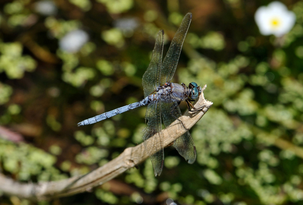 Orthetrum chrysostigma (Epaulet Skimmer)