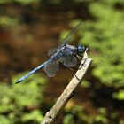 Orthetrum chrysostigma (Epaulet Skimmer)