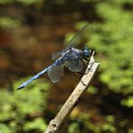 Orthetrum chrysostigma (Epaulet Skimmer)