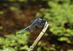 Orthetrum chrysostigma (Epaulet Skimmer)