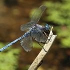 Orthetrum chrysostigma (Epaulet Skimmer)