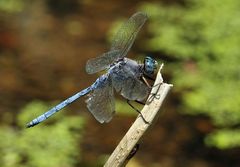 Orthetrum chrysostigma (Epaulet Skimmer)