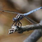 Orthetrum chrysostigma (Epaulet Skimmer)