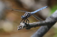 Orthetrum chrysostigma (Epaulet Skimmer)