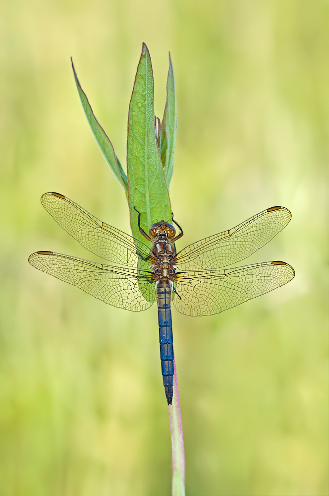 Orthetrum coerulescens