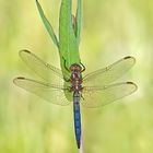 Orthetrum coerulescens