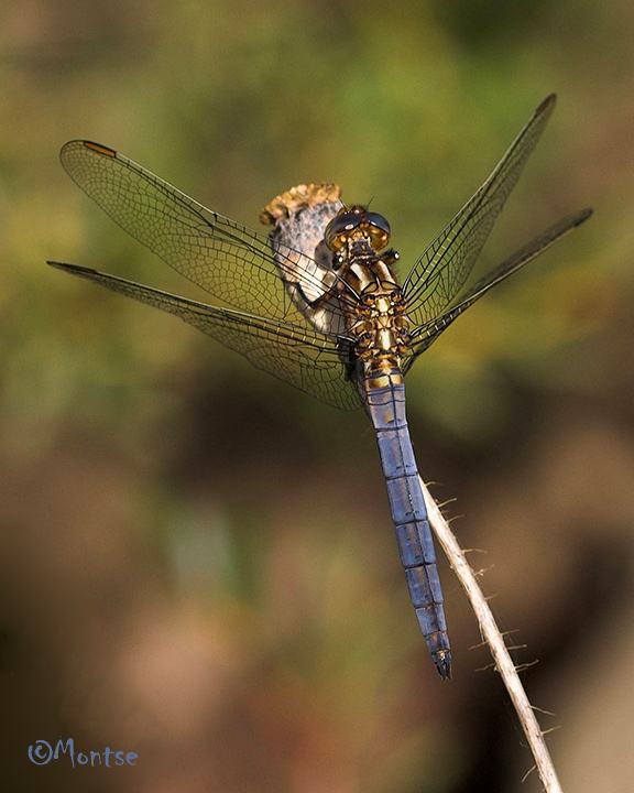 Orthetrum coerulescens