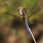 Orthetrum coerulescens