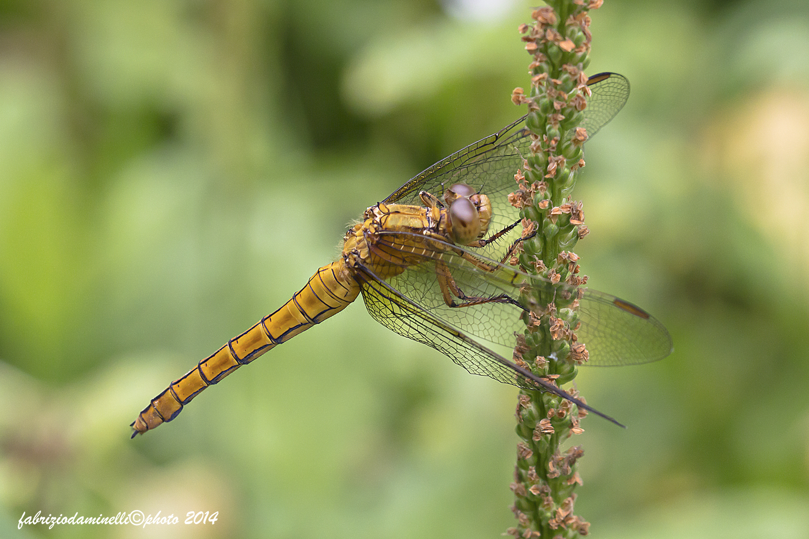 Orthetrum coerulescens Fabricius 1798