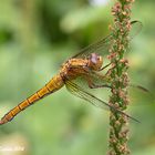 Orthetrum coerulescens Fabricius 1798