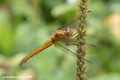 Orthetrum coerulescens Fabricius 1798