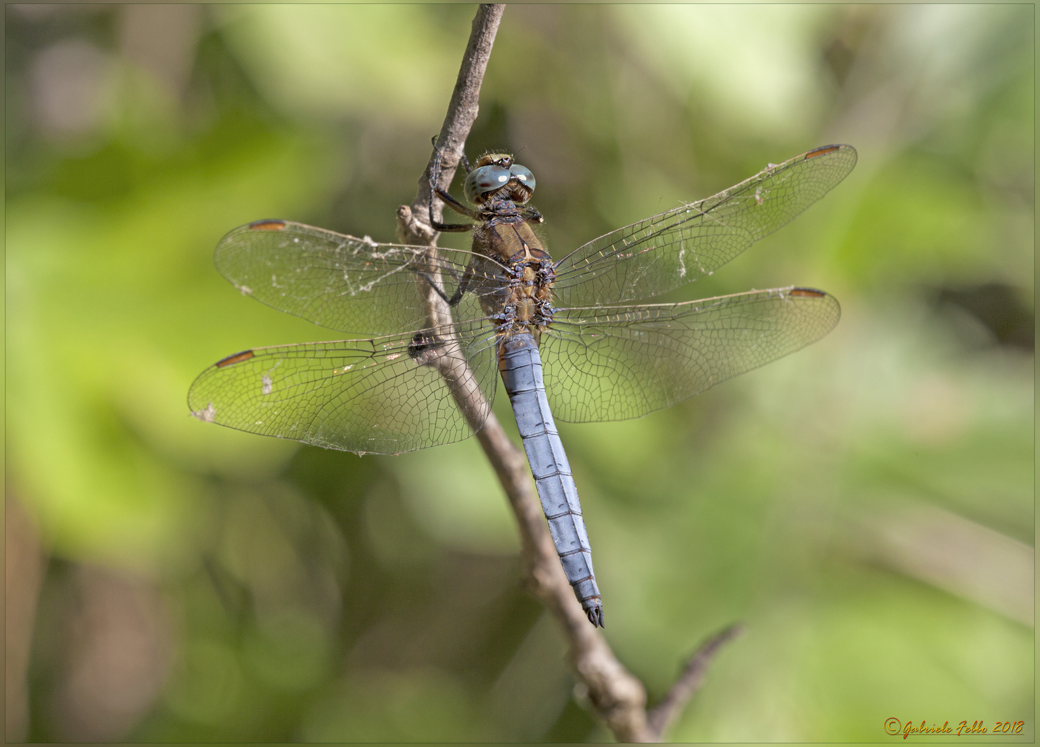 Orthetrum coerulescens (Fabricius, 1798)