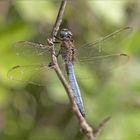 Orthetrum coerulescens (Fabricius, 1798)