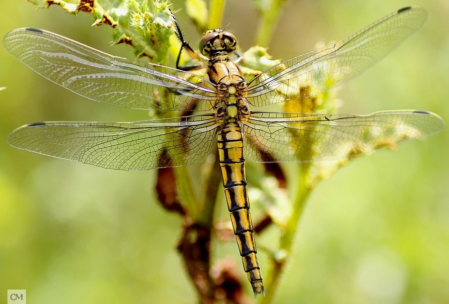 Orthetrum réticulé