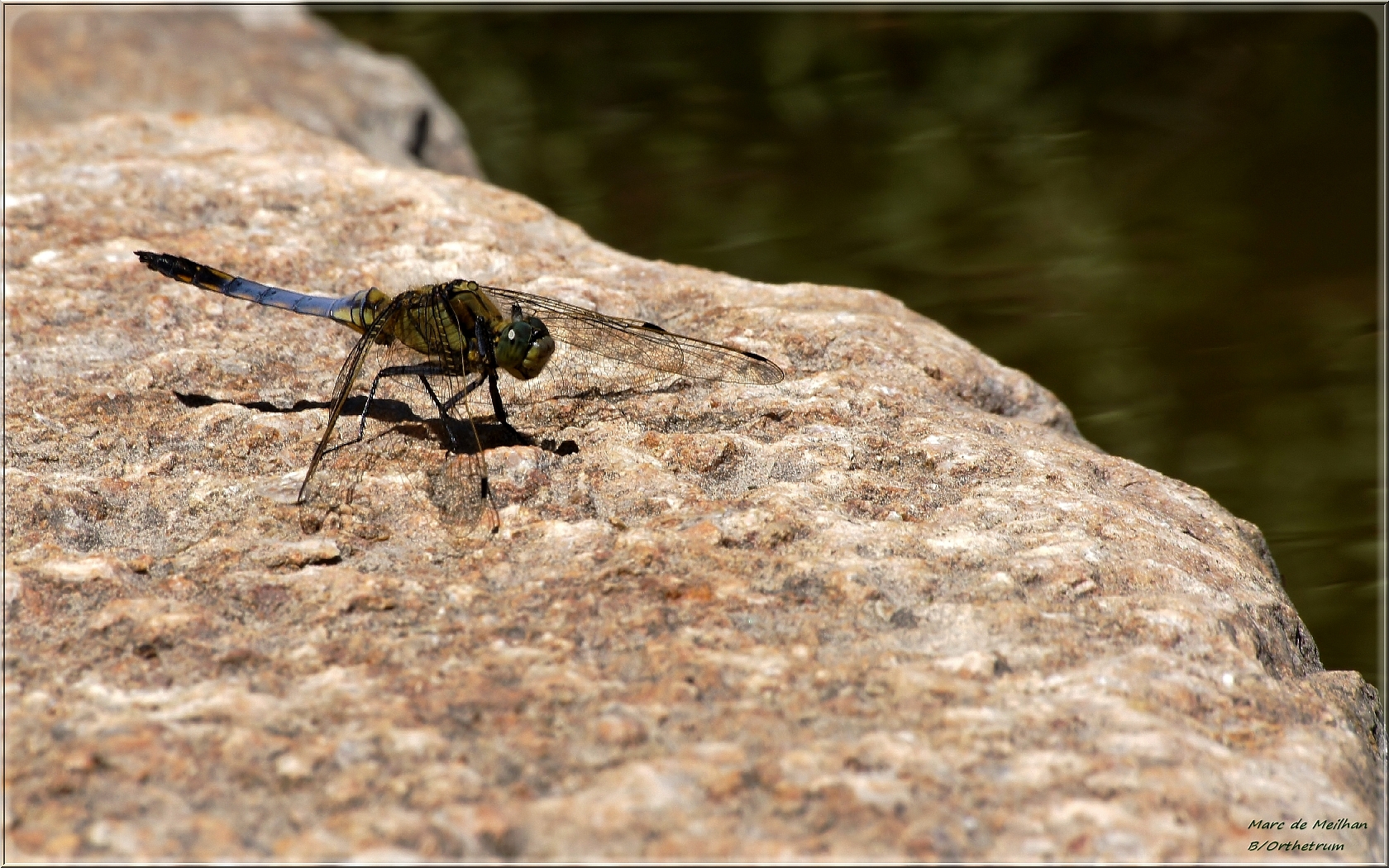 Orthetrum réticulé