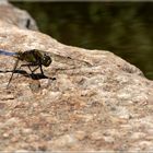 Orthetrum réticulé