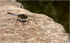 Orthetrum réticulé