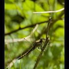 Orthetrum réticulé