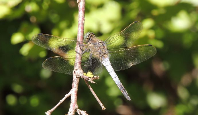 Orthétrum réticulé (Orthetrum cancellatum)