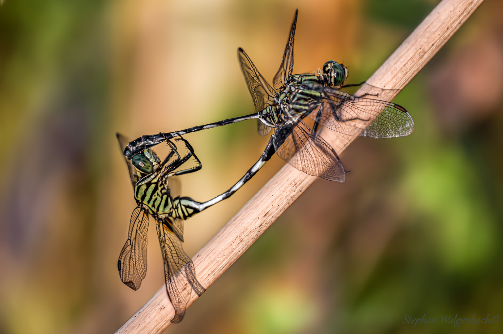 Orthetrum sabina bei der Paarung