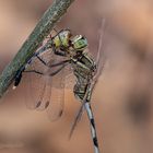 Orthetrum sabina mit Beute