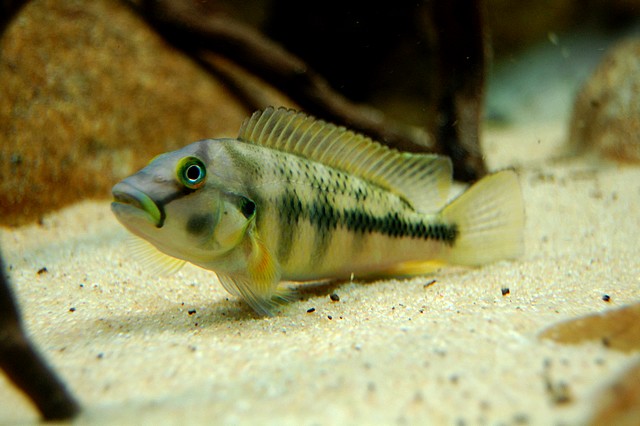 Orthochromis stormsi