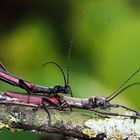 Orthomeria kangi " Benguet "