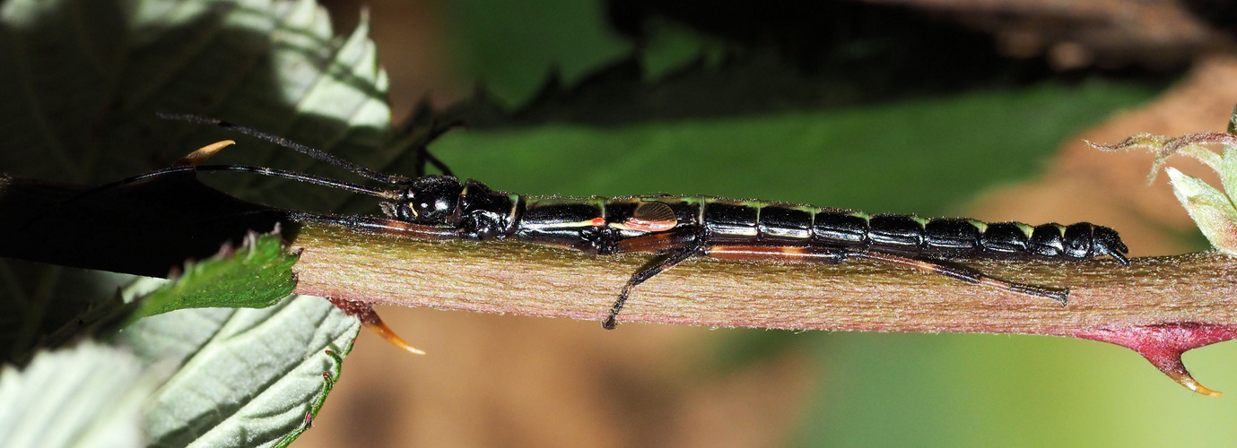 Orthomeria sp. " Benquet" in Tarnhaltung...