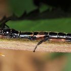 Orthomeria sp. " Benquet" in Tarnhaltung...