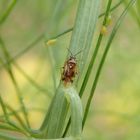 Orthops basalis auf Gewürzfenchel