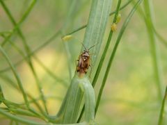 Orthops basalis auf Gewürzfenchel