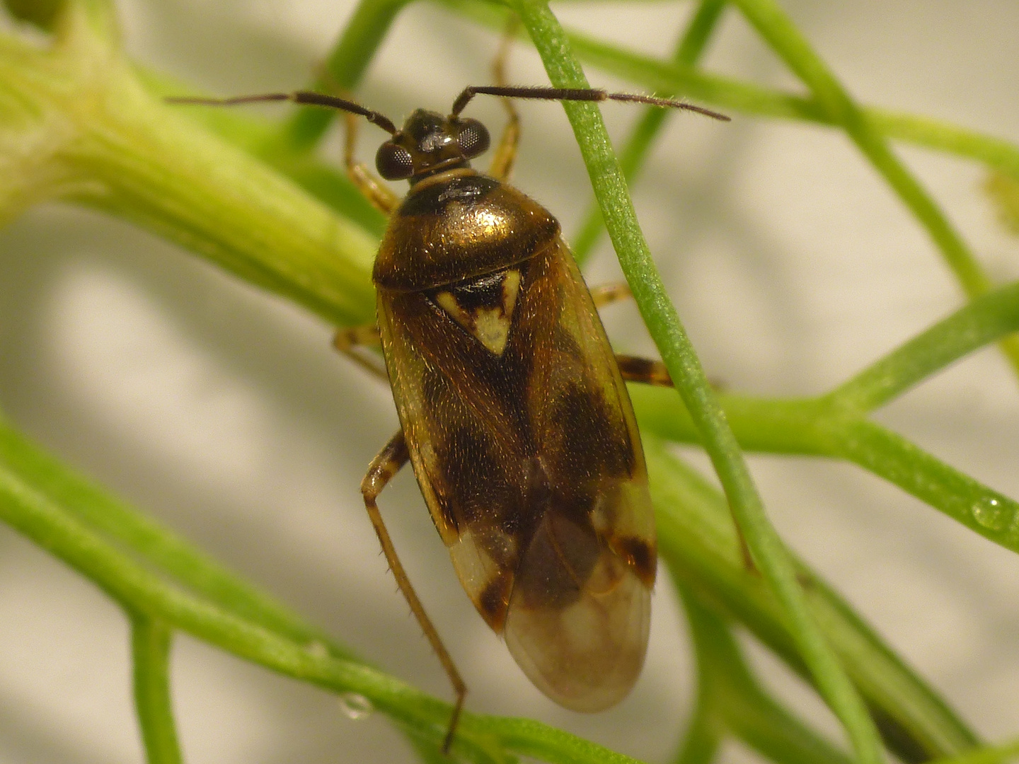 Orthops basalis auf Gewürzfenchel