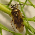 Orthops basalis auf Gewürzfenchel