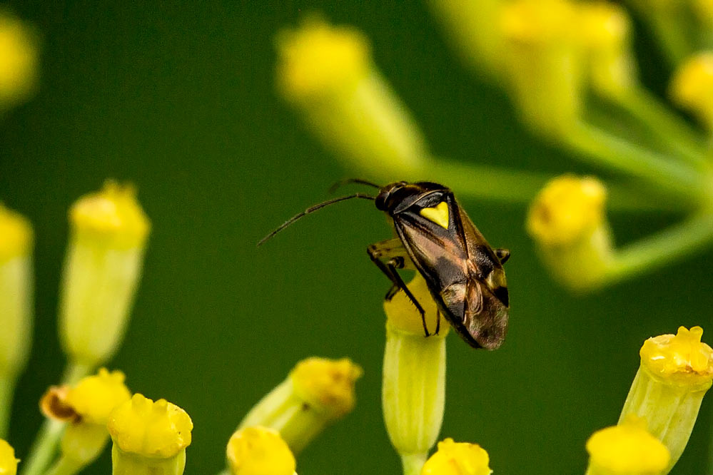 Orthops basalis im Foeniculum vulgare